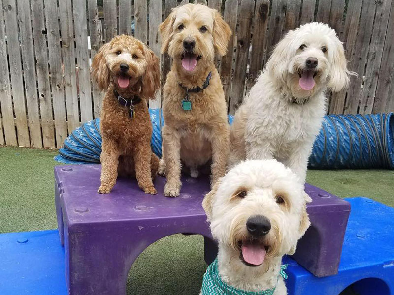 Hourly dog best sale daycare