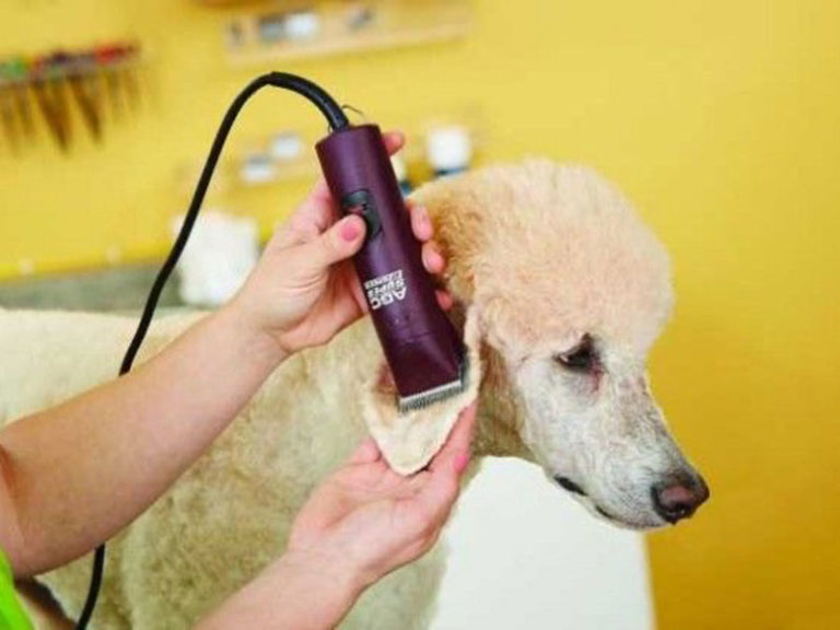 Dog Grooming Fruita, Montrose, Glenwood Springs, CO Groomers