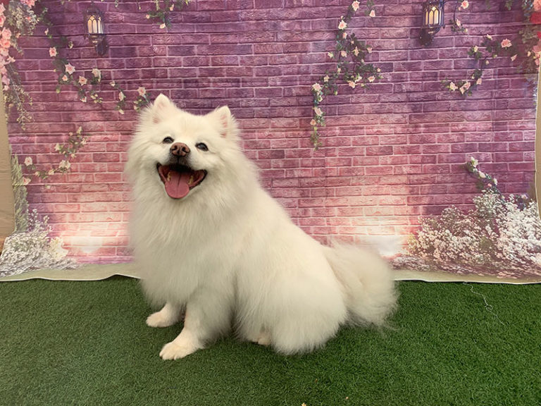 Dog Grooming Fruita, Montrose, Glenwood Springs, CO Groomers