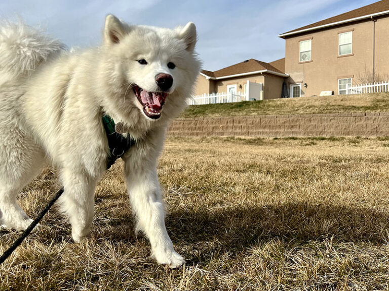 Treats & Add Ons Fruita, Montrose, Glenwood Springs, CO